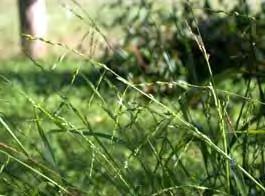 City of Yarra Environmental Services Grasses And Small Plants Ehrharta erecta & E.