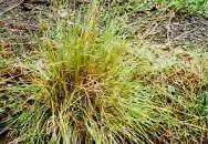 City of Yarra Environmental Services Grasses And Small Plants Weed of national signifigance Nassella neesiana (Chilean