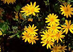 Shrubs Weeds For Removal In Yarra Chrysanthemoides monilifera (Boneseed) Weed of national