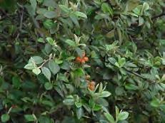 Shrubs Cotoneaster ssp.