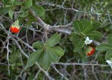 Shrubs Lycium ferocissimum Weeds For Removal In Yarra (African Boxthorn) Form: Erect, dense,