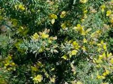 City of Yarra Environmental Services Shrubs Weed of national signifigance Ulex europaeus (Gorse) Form: