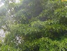 Trees Pittosporum undulatum Weeds For Removal In Yarra (Pittosporum)