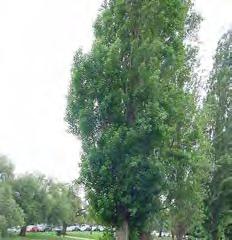 City of Yarra Environmental Services Trees Populus alba (White Poplar) & Populus deltoids (Grey Poplar) Form: Deciduous tree, with smooth grey or white bark, to 40m.