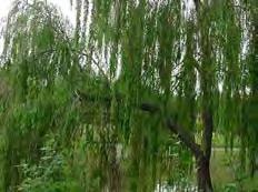 Trees Salix spp (Willow) Weeds For Removal In Yarra Weed of national signifigance Form: There are a large number of