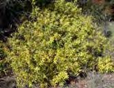 City of Yarra Environmental Services Acacia longifolia (Sydney Golden Wattle) Form: Shrub or tree, dense, bushy