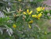Gazania linearis (Gazania) Form: Clumping Perennial herb, low growing. Leaf: Upright, linear, dark green, woolly underside.
