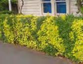 Weeds For Removal In Yarra Ligustrum spp (Privet) Form: Evergreen shrub/tree, to 5m. Leaf: Dark green, glossy and oval, 5-13cm long.