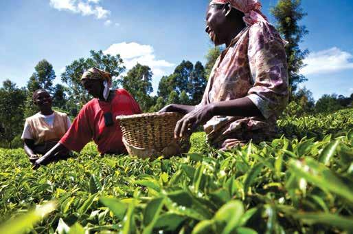 Passion beyond the cup We believe in the importance of giving back to farming communities from which we source THE BRIGHT TEA CO. tea by providing support to their business and to the environment.