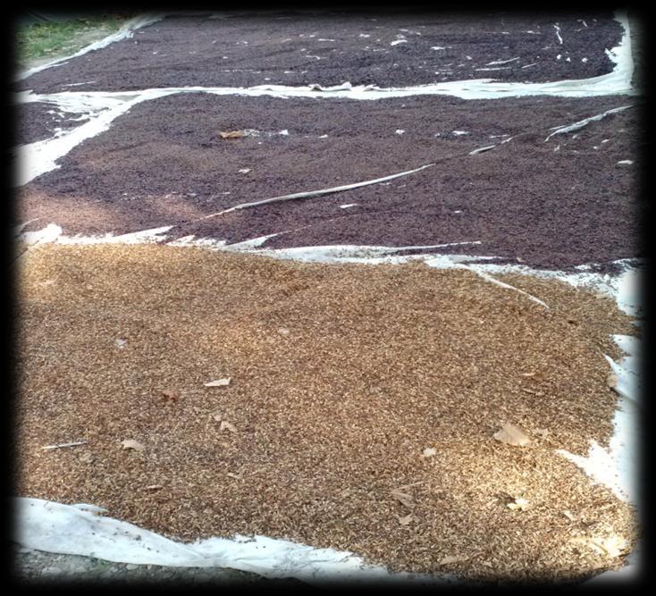 3 Step Drying Process Solar Drying 60% to 80% moisture following separation Seeds spread out on tarps (1/2 in deep) 30% moisture