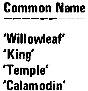 -171- co~t. ", Tanaka Common Name Swingle - C. deliciosa 'Willowleaf 'King' tangor? 'Temple' b, -' '. (;" """'c " tangor? -- :' Vir. 'Calamodin' Busters x C. ichangensis YOlO ~~' Vi' (tangerine x C.