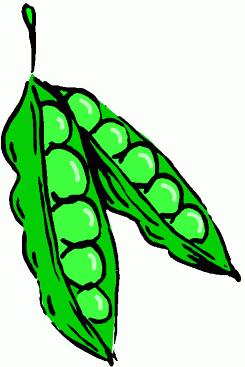 Harvest: Plant seeds directly in the garden at the beginning of June. Beans will be ready in 8 weeks. Plant: Peas are tricky because they climb!
