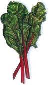 SWISS CHARD (Beet Family) CARROTS (Carrot Family) Plant: Plant 4 Swiss chard seeds per square. Divide your square into four and plant one seed in the middle of each small square.