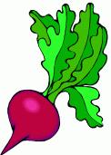 Plant near: Cucumbers, carrots, radishes, or beets. Care: Lettuce likes shade in the hot summer. Lettuce likes lots of water.