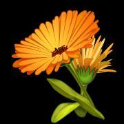 COSMOS (Aster Family) CALENDULA (Aster Family) Plant: 1 Cosmos seed per square. Why do we plant them? The flat flowers of Cosmos are great landing pads for bees.
