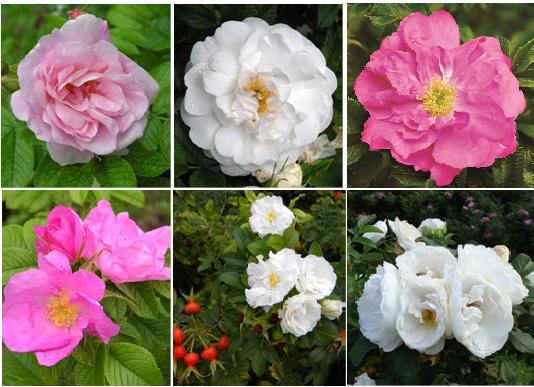 46 1 2 3 4 5 6 11. attēls. Darbā pētītās rožu šķirnes, 1- Līga, 2- Sniedze, 3- Zilga, 4- Raita, 5- Agnese un 6- Alise Zilga. Šķirne selekcionēta Nacionālajā botāniskajā dārzā, selekcionāre Dr. agr.