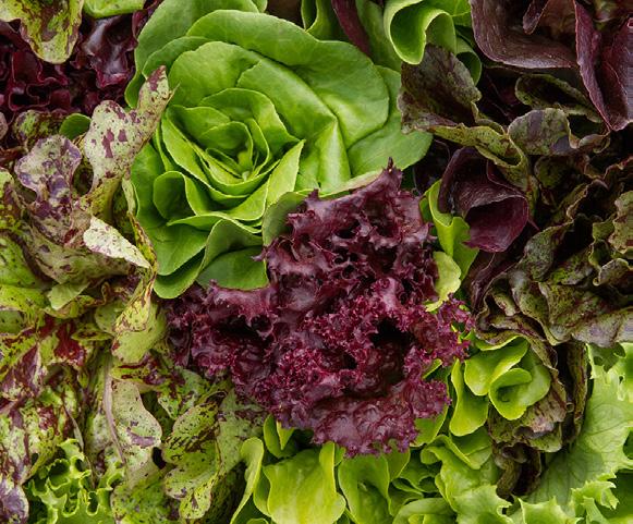 Miniature vegetables, herbs, greens and lettuces in Micro size pack a punch of flavor that can be used to add complexity of