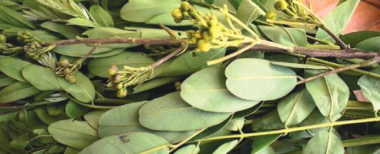 Coriander Also known as cilantro or dhaniya, coriander comes