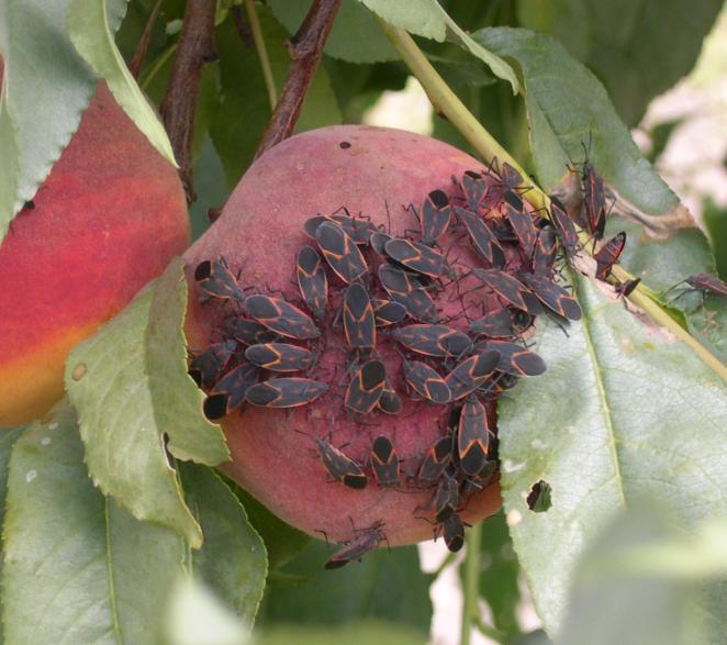 FRUIT DISTORTION LATE-SEASON Boxelder bug Mass on ripe fruit All fruits (esp.