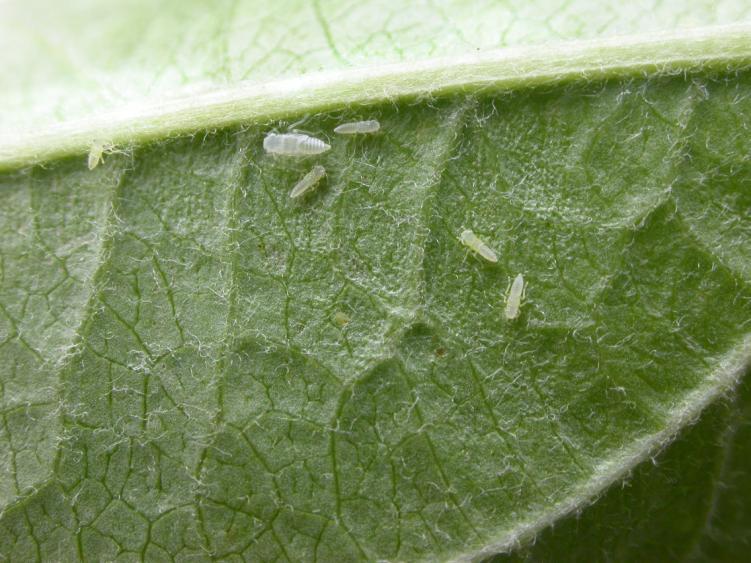 light yellow leafhoppers on undersides of leaves Adults have
