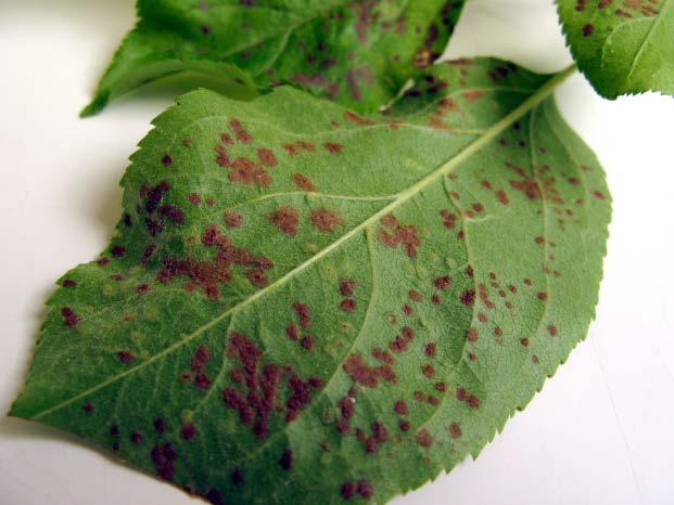 BLISTER GALLS ON LEAVES Apple Leaf Blister Mite Eriophyid mites