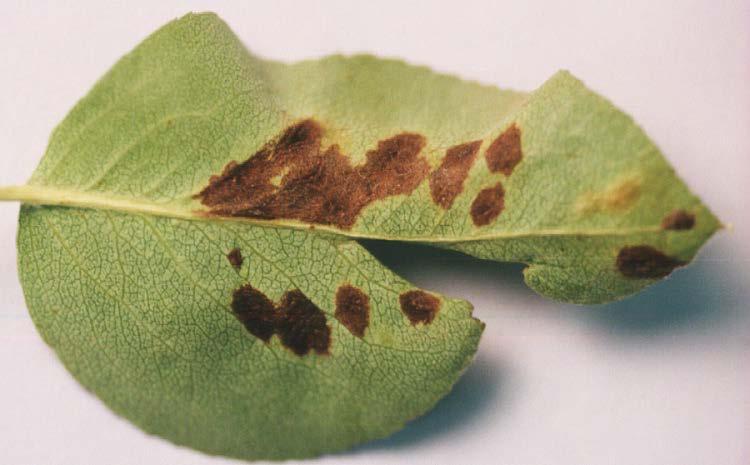 leaves, form blisters Pear Leaf Blister Mite Blisters are green in