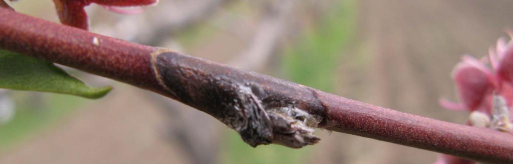 CORYNEUM BLIGHT Caused by a fungus Wilsonomyces carpophilus Primarily apricot, peach/nectarine, and