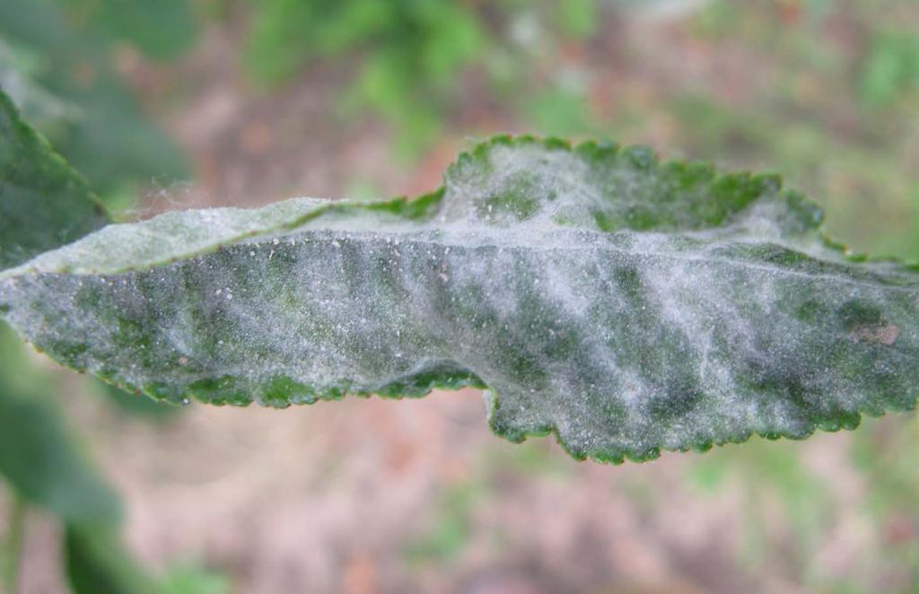 POWDERY MILDEW ON APPLES OR CHERRIES Caused by a fungus: Podosphaera leucotricha on apple, and Podosphaera clandestina on cherry and plum