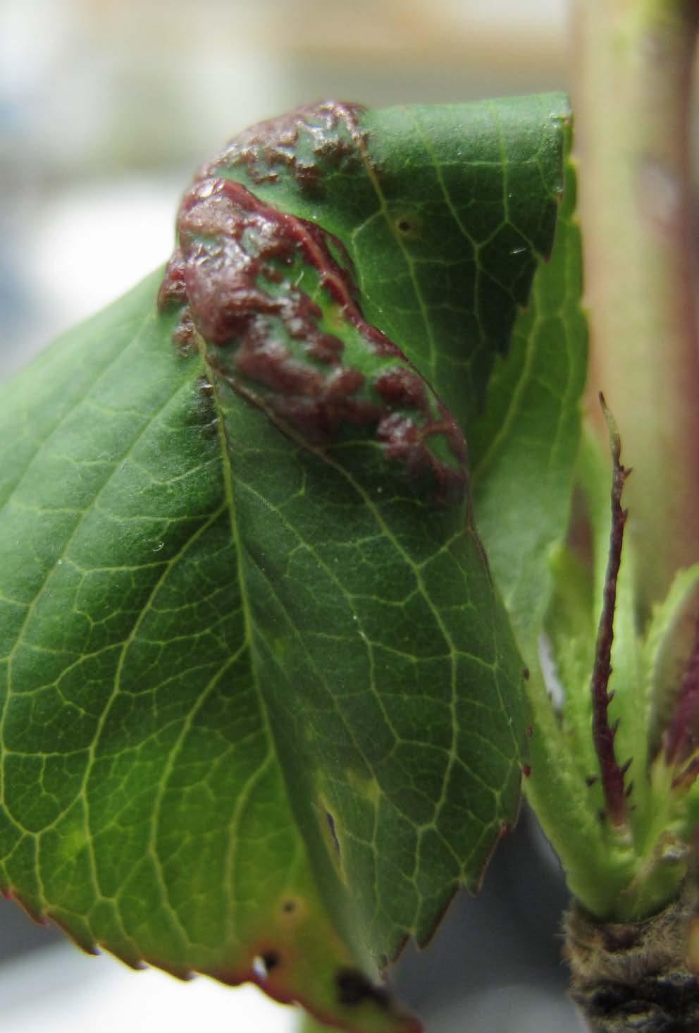 PEACH LEAF CURL Taphrina deformans peach/nectarine only overwinters as spores on tree surfaces new infections only