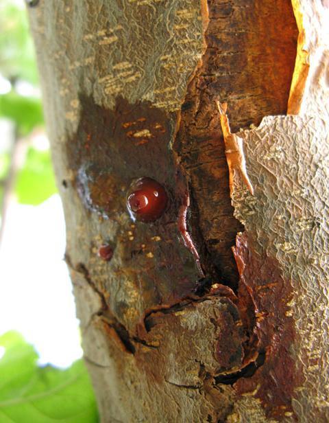 FIRE BLIGHT Caused by a bacterium Erwinia amylovora Becomes active
