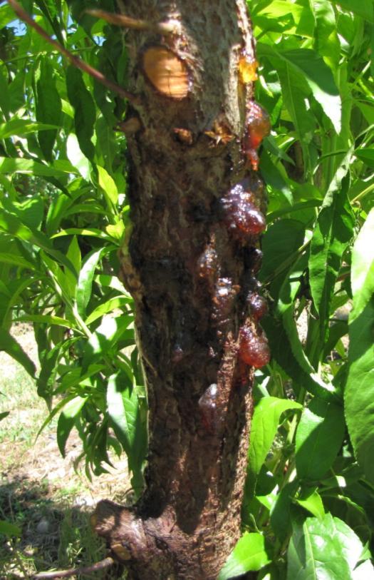 GUMMOSIS (True gummosis does not occur in Utah) Oozing of sap or gum from wounds or other openings in bark borers amber-colored ooze