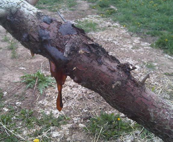 CANKER MANAGEMENT Prevent wounding Maintain tree health with