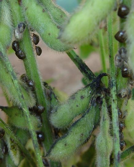 Kudzu Bug Adults and nymphs feed on the main stem Sucking mouthparts Feeds on plant sap