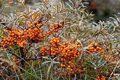 The Changing Food Landscape: A Street Level View Sea Buckthorn Breaks Into