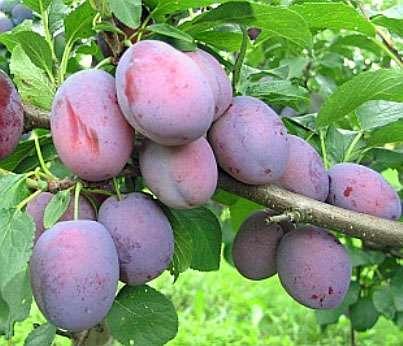 Amers In the fruiting period falls within 2-3 years after planting, yields abundantly and regularly fruit: large, oval, purplish blue.