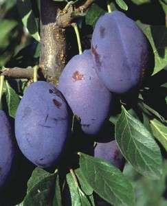 Resistant to frost Empres Height: medium-strong. Pollinators: selfpollinating. Fruit: large, ellipsoid, blue-red. Taste: Dessert, aromatic, juicy.
