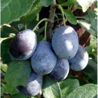 Valjevka The new variety was bred in Yugoslavia with the varieties 'Prune d'agen 707' and 'Stanley'. Tree growing strongly or moderately strong.