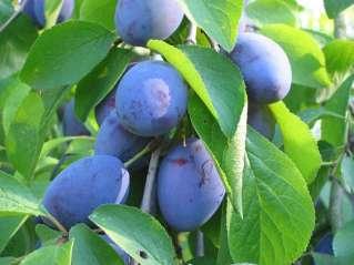 On average, resistant to frost susceptible to plum pox virus. Fruit dessert and processing.