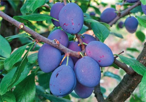 In Serbia, plum is cultivated on about 425 585 ha, with an average production of 507 987 t (2010-2014), which is classified as the second largest world producer after China (FAOSTAT, 2016).