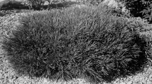 Figure 4. Mugo pine Figure 2. Austrian pine. Figure 3. Scotch pine. Many species of pine can be grown in Missouri.