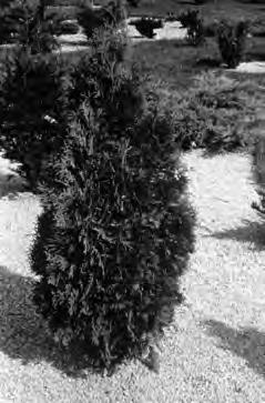 The large cones (4 to 6 inches long), largest of any of the spruces, are an added attraction in years when they are produced. Black Hills spruce (Picea glauca densata).