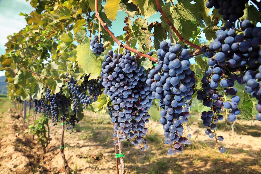T he Sangiovese is one of the most popular red wine varieties on the Italian territory and has a very long history; it was cultivated in the Florence area already