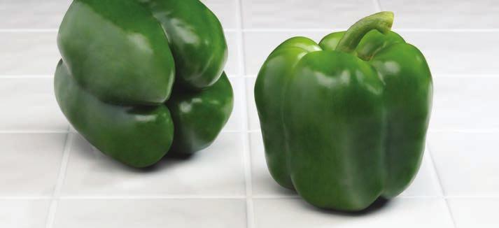 Bayonet Bayonet is a green-to-red blocky pepper for open field production in all planting seasons in the eastern U.S.
