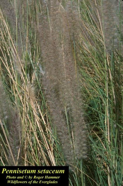 Fountain Grass- Category II Invasive Native to Africa Distribution - east coast (Palm Beach - FL Keys) Typical Sites - disturbed sites Key Characteristics Clumped Height - 1 meter tall Nodes -
