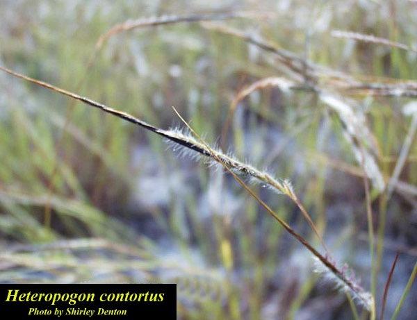 Sweet Tanglehead (Buzzardgrass) - annual, 20-80