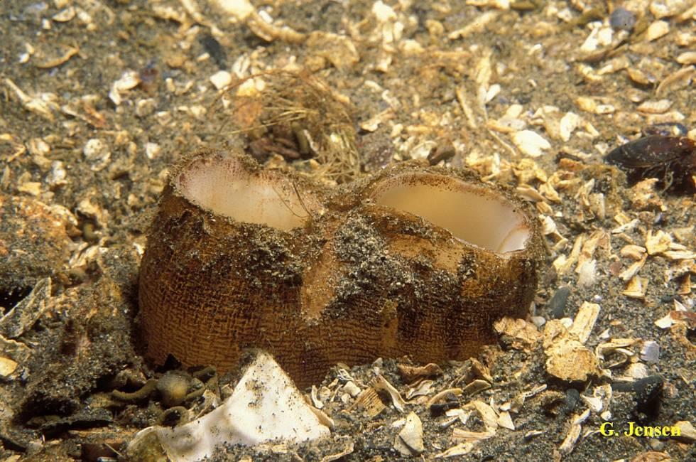 deep Saltwater clams (Bivalve molluscs)