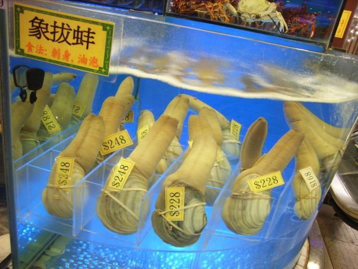 Geoduck Fishery Began in 1970 Value increased in 1990s Extremely lucrative Managed sustainably but