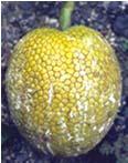 camansi (breadnut)   Fruit shape & texture is variable in A.