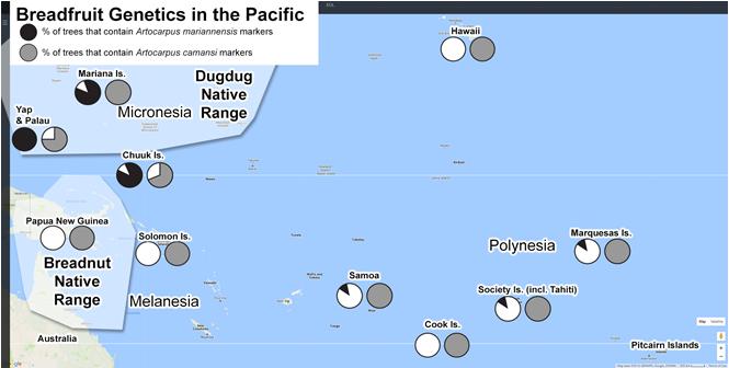 Later trade with people of Micronesia Breeding with Dugdug introduces dugdug genes Lapita reach Hawaii 1700 ybp Lapita reach Easter Island 1700 ybp Lapita: 4000-3000 ybp Support for 1)