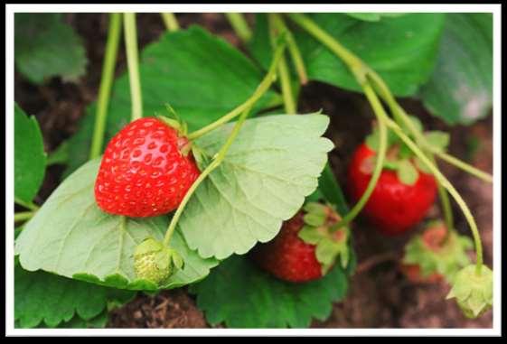 PHYTONUTRIENTS Strawberries are an important source of phytonutrients including anthocyanins and ellagic acid.